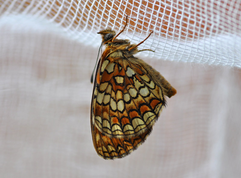 Bruco di melitaea athalia?